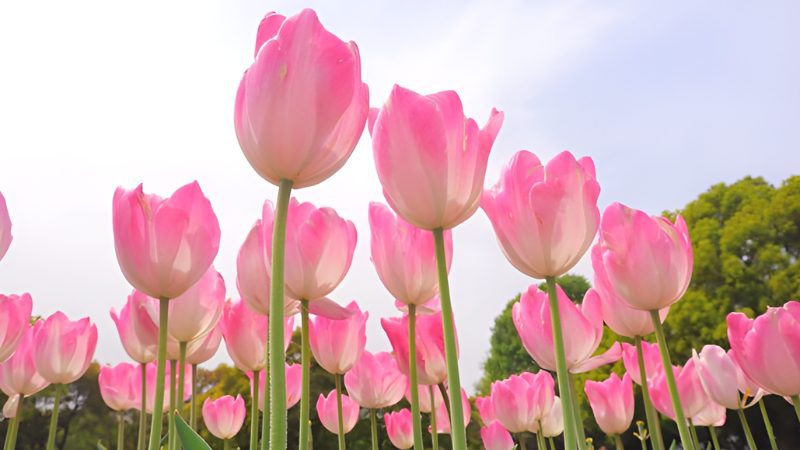 126+ Hoa Tulip Ngất Ngây: Vẻ đẹp kiêu sa, quyến rũ khó cưỡng